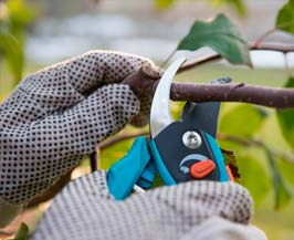 ​TREE TRIMMING AND PRUNING
